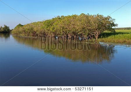 Trees with reflections, Yellow water billabong, Kakadu National Park, Northern Territory, Australia