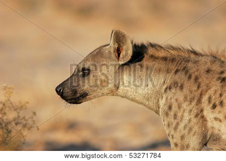 Portrait of a spotted hyena (Crocuta crocuta), Kalahari desert, South Africa