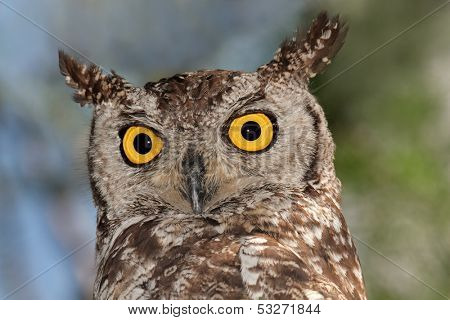 Close-up portrait of a spotted eagle-owl (Bubo africanus) with large yellow eyes, South Africa