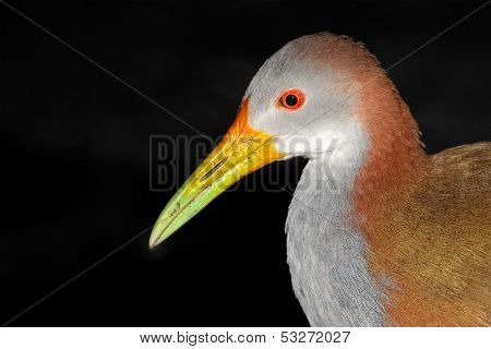 Portrait of a colorful giant woodrail (Aramides ypecaha), Argentina