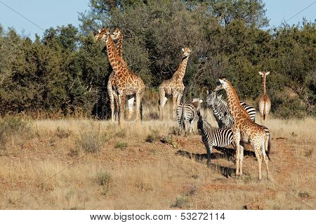 Group of giraffe (Giraffa camelopardalis) and  Plains Zebras (Equus quagga), South Africa