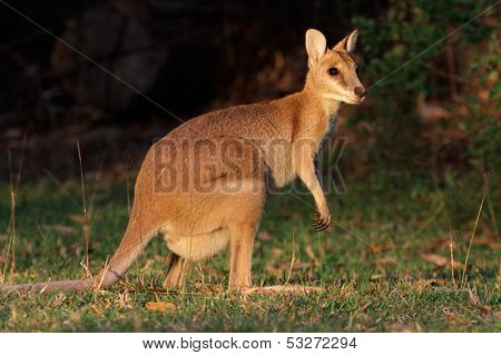 Female Agile Wallaby (Macropus agilis), Kakadu National Park, Northern territory, Australia