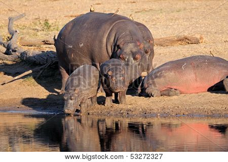 Hippo family (Hippopotamus amphibius), resting outside the water, South Africa