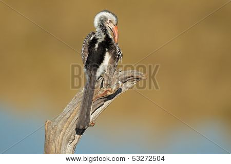 Red-billed hornbill (Tockus erythrorhynchus) preening, South Africa