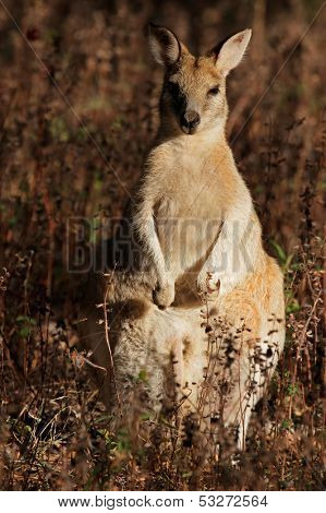 Female Agile Wallaby (Macropus agilis), Kakadu National Park, Northern territory, Australia