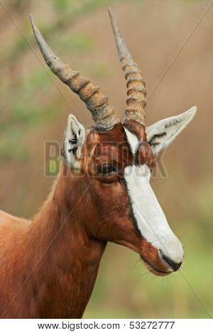 Portrait of an endangered bontebok antelope (Damaliscus pygargus dorcas), South Africa