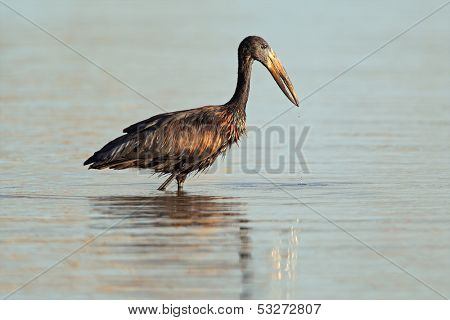 African openbill stork (Anastomus lamelligerus) foraging in water, South Africa