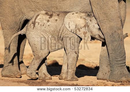 Young African elephant calf (Loxodonta africana), Addo Elephant park, South Africa