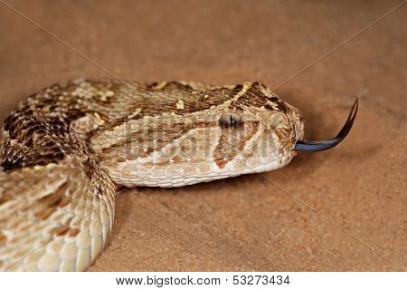 Close-up of a puff adder (Bitis arietans) snake with flicking tongue