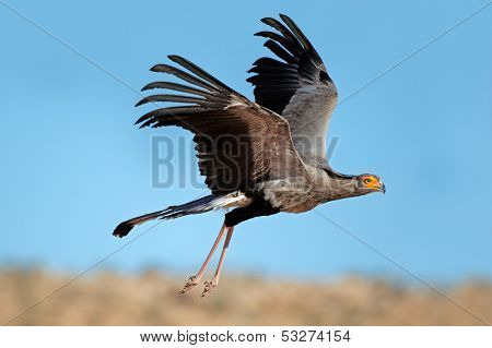 Secretary bird (Sagittarius serpentarius) in flight, Kalahari desert, South Africa