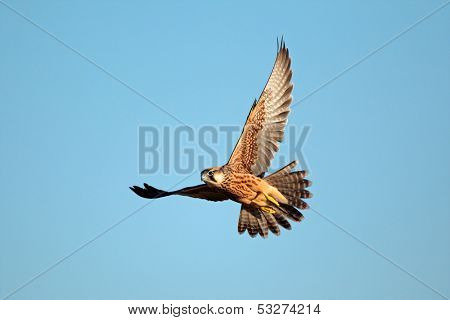 Lanner falcon (Falco biarmicus in flight against a blue sky, South Africa