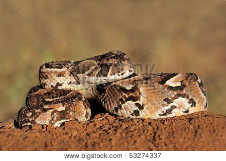 Close-up of a curled puff adder (Bitis arietans) snake ready to strike