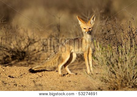 Cape fox (Vulpes chama), Kalahari desert, South Africa 