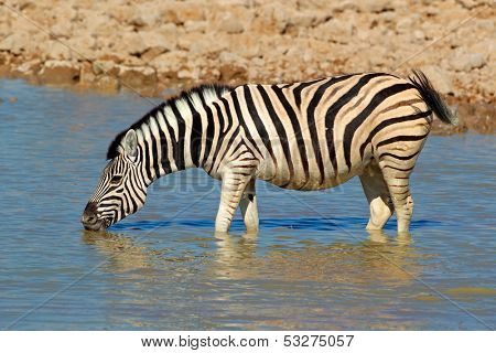 Plains (Burchells) Zebra (Equus burchelli) drinking water, Etosha National Park, Namibia 