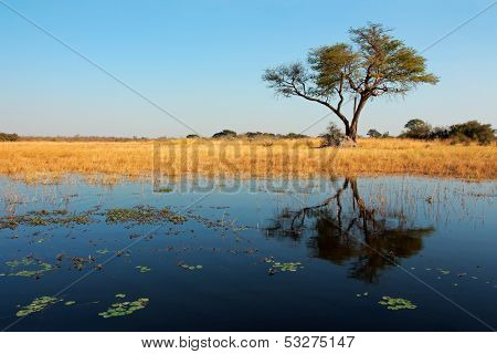 African landscape with an Acacia tree reflected in water, Kwando river, Namibia 