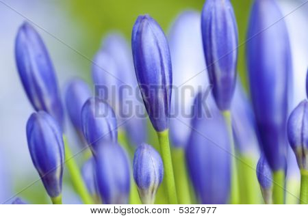 Agapanthus blomma