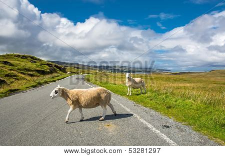 Delay due to crossing sheep