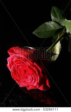 Red Rose