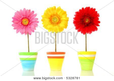 Farverige forårsblomster