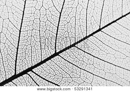 Dry leaf detail texture in front to light 