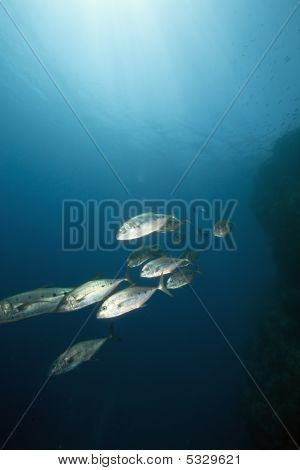 Océano y Scomberoides lysan