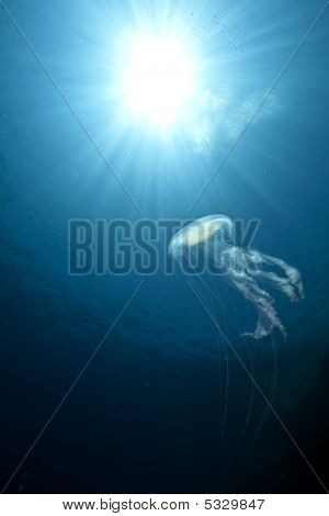 Mare, sole e meduse luminescenti