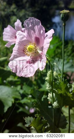 Poppy