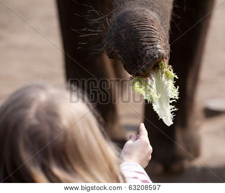 Elephant Feeding