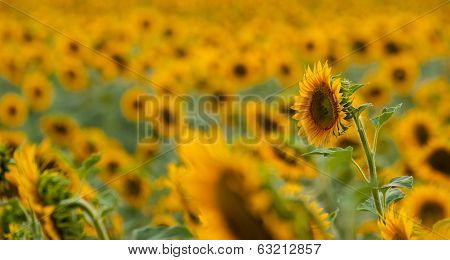 Sunflower