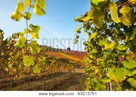 Vineyard leaf in autumn season