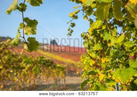 Vineyard leaf in autumn season