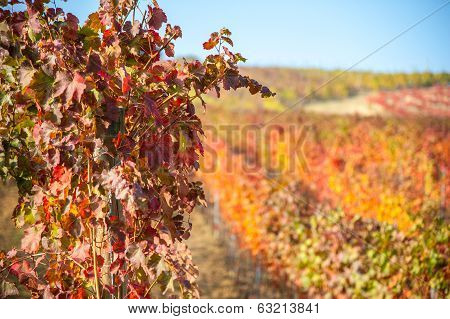 Vineyard leaf in autumn season