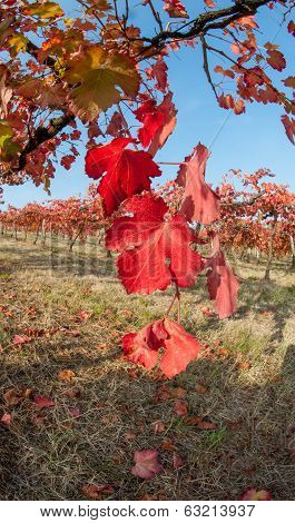 Vineyard leaf in autumn season