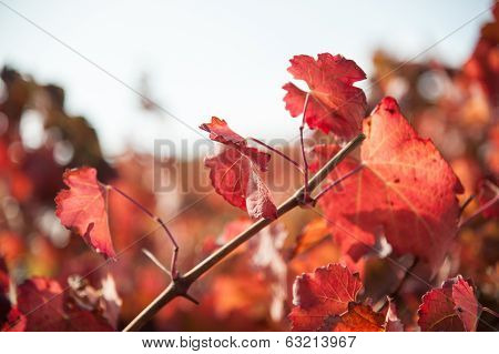 Vineyard leaf in autumn season