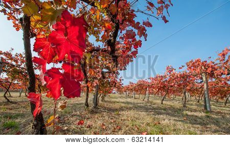 Vineyard leaf in autumn season