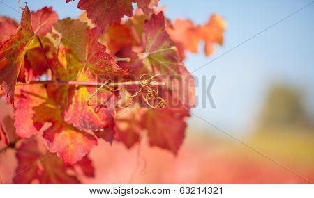 Vineyard leaf in autumn season