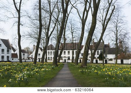 Beguinage Of Bruges And Daffodils In Early Spring 2014.