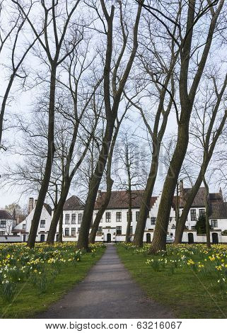 Beguinage Of Bruges And Daffodils In Early Spring 2014.