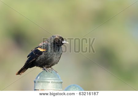 Immature Red-winged Blackbird