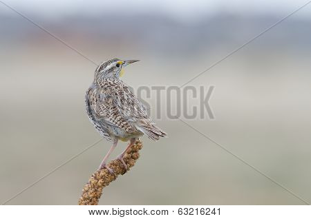 Western Meadowlark Back View