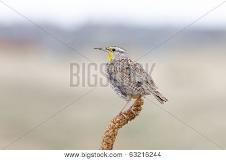 Western Meadowlark