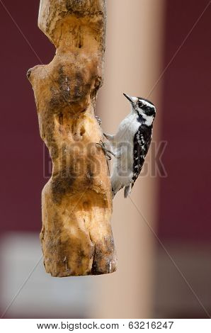 Downy Woodpecker
