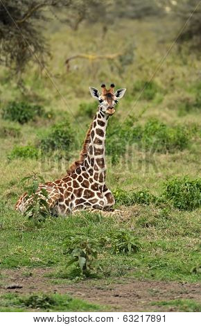 Giraffe