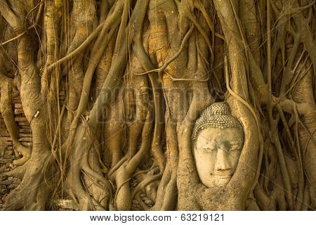 Buddha head in the roots of the tree - symbol of Ayutthaya.