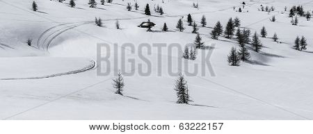 Pralongià, Snow And Trees - Dolomites, Italy