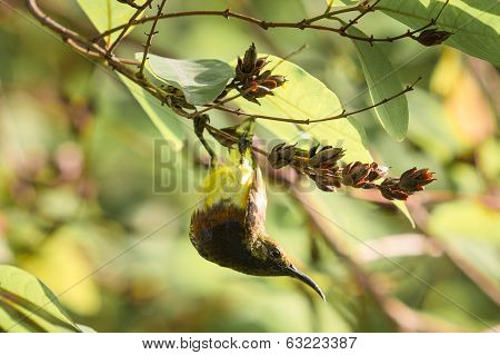 Olive-backed Sunbird
