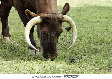 Closeup Of A Bison In Motion