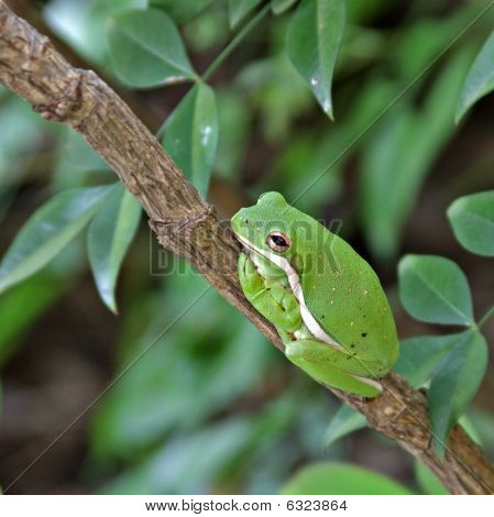 Resting Frog