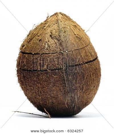 Cocco incrinato