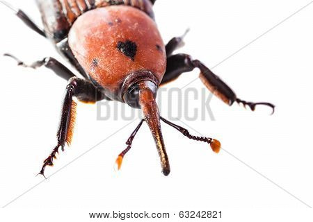 Weevil Macro